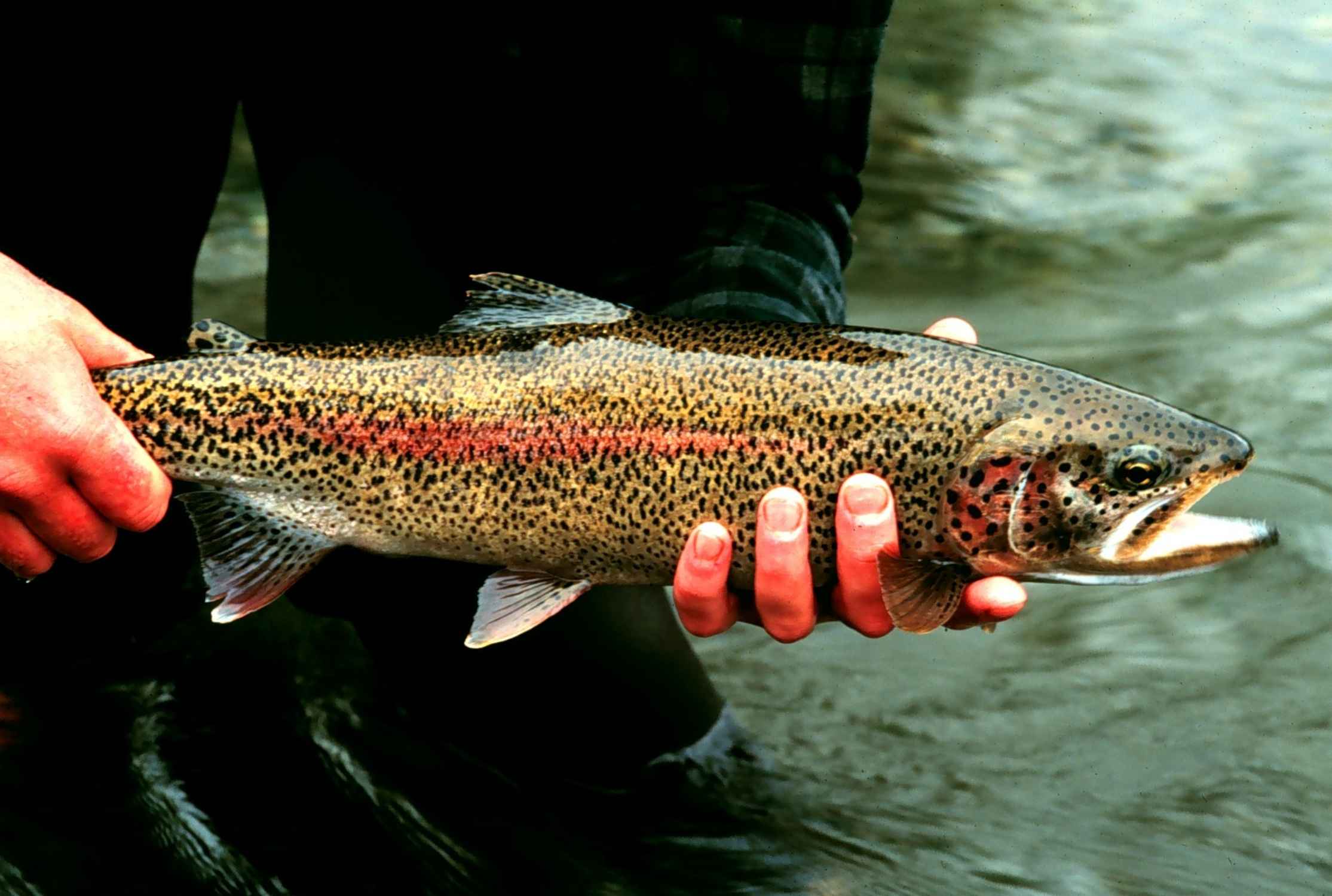 HQ Trout Wallpapers | File 179.8Kb