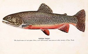 Trout Backgrounds on Wallpapers Vista