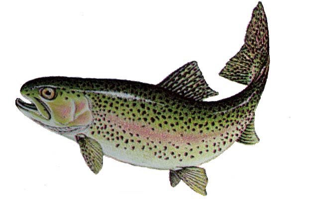 Trout Pics, Animal Collection