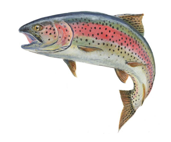 Trout Backgrounds on Wallpapers Vista