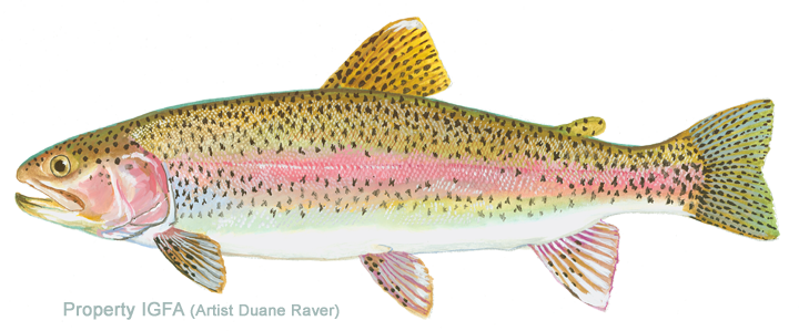 Amazing Trout Pictures & Backgrounds