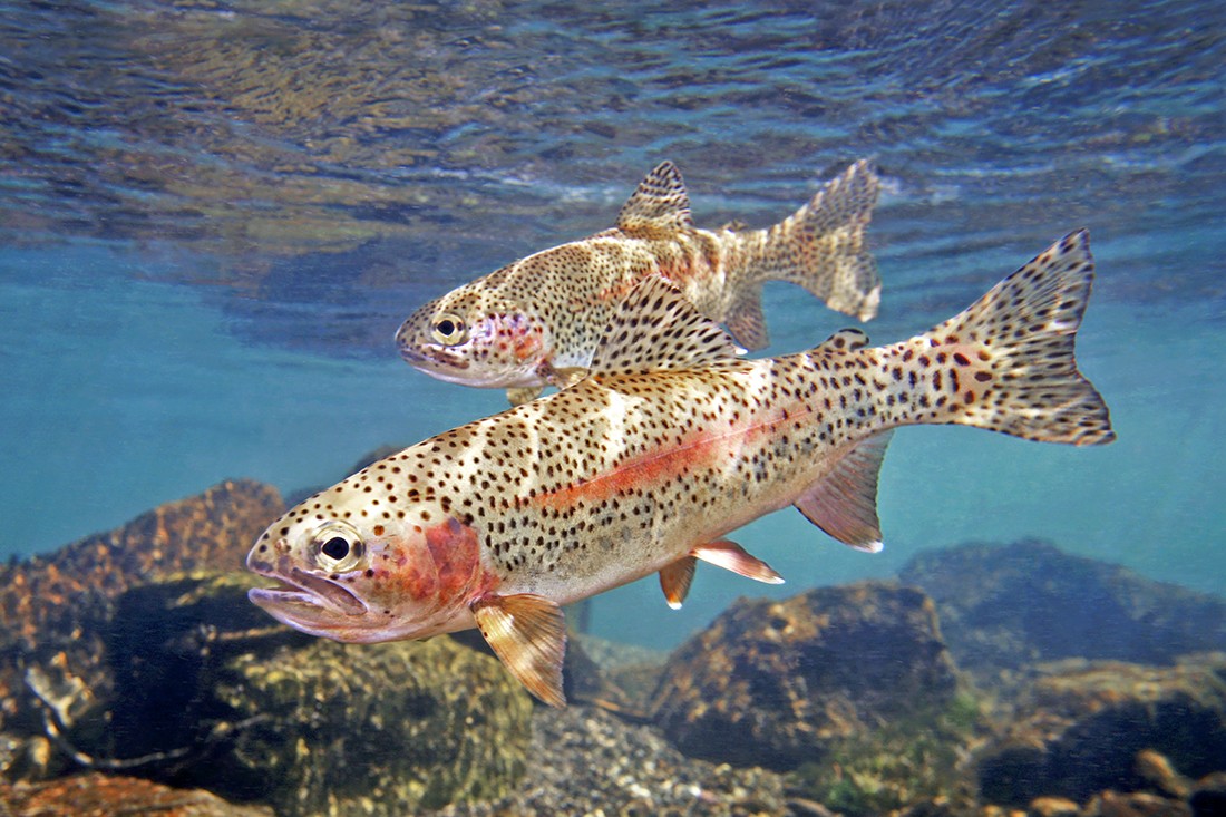 Amazing Trout Pictures & Backgrounds. 