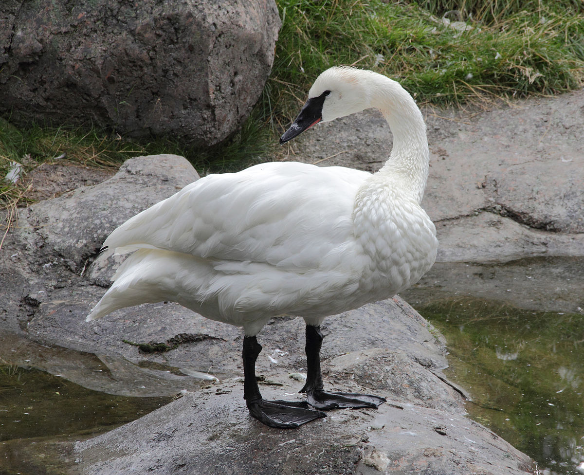 Trumpeter Swan Pics, Animal Collection