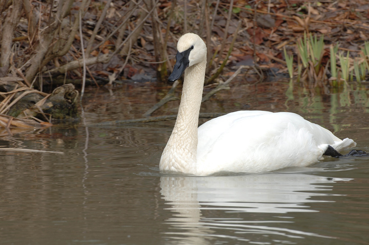 Nice wallpapers Trumpeter Swan 1200x797px