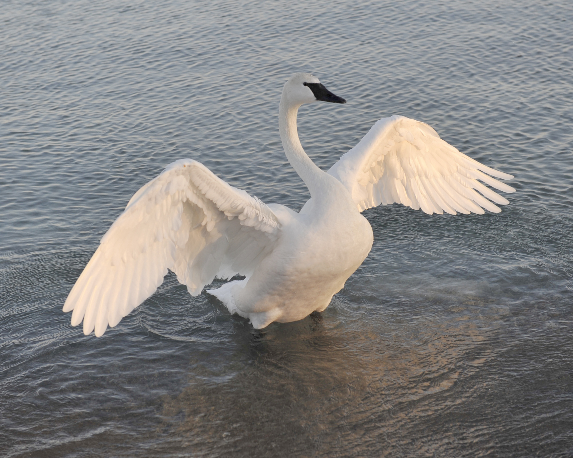 Trumpeter Swan Backgrounds, Compatible - PC, Mobile, Gadgets| 1999x1599 px