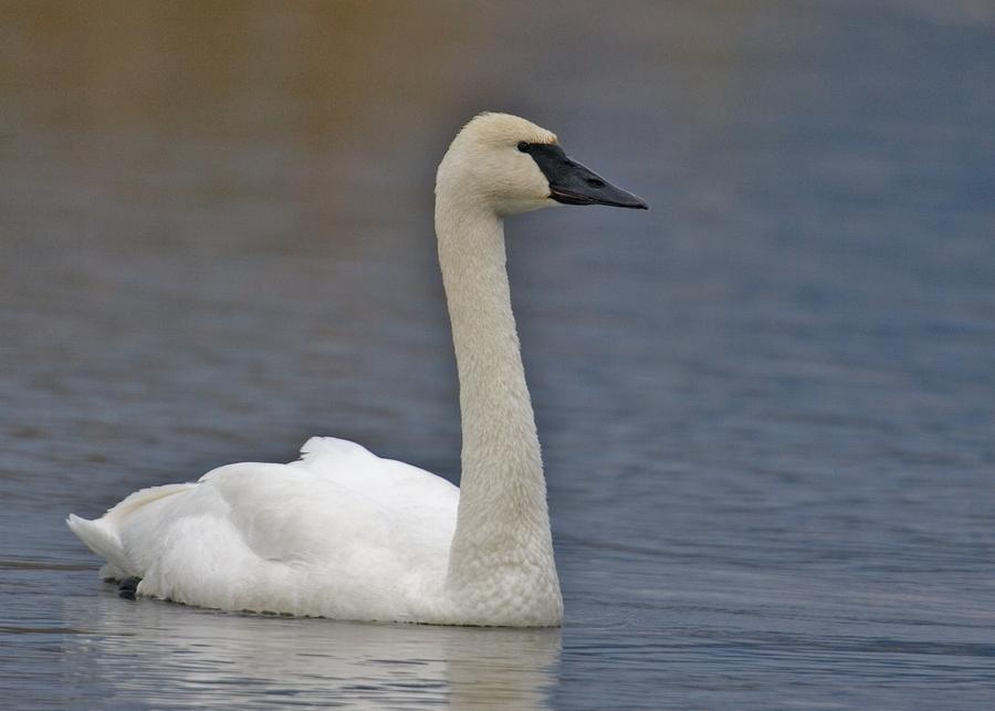Nice wallpapers Trumpeter Swan 900x643px