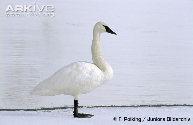 Trumpeter Swan Backgrounds, Compatible - PC, Mobile, Gadgets| 650x420 px