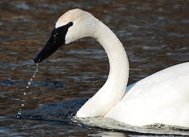 Trumpeter Swan High Quality Background on Wallpapers Vista