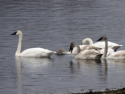Amazing Trumpeter Swan Pictures & Backgrounds