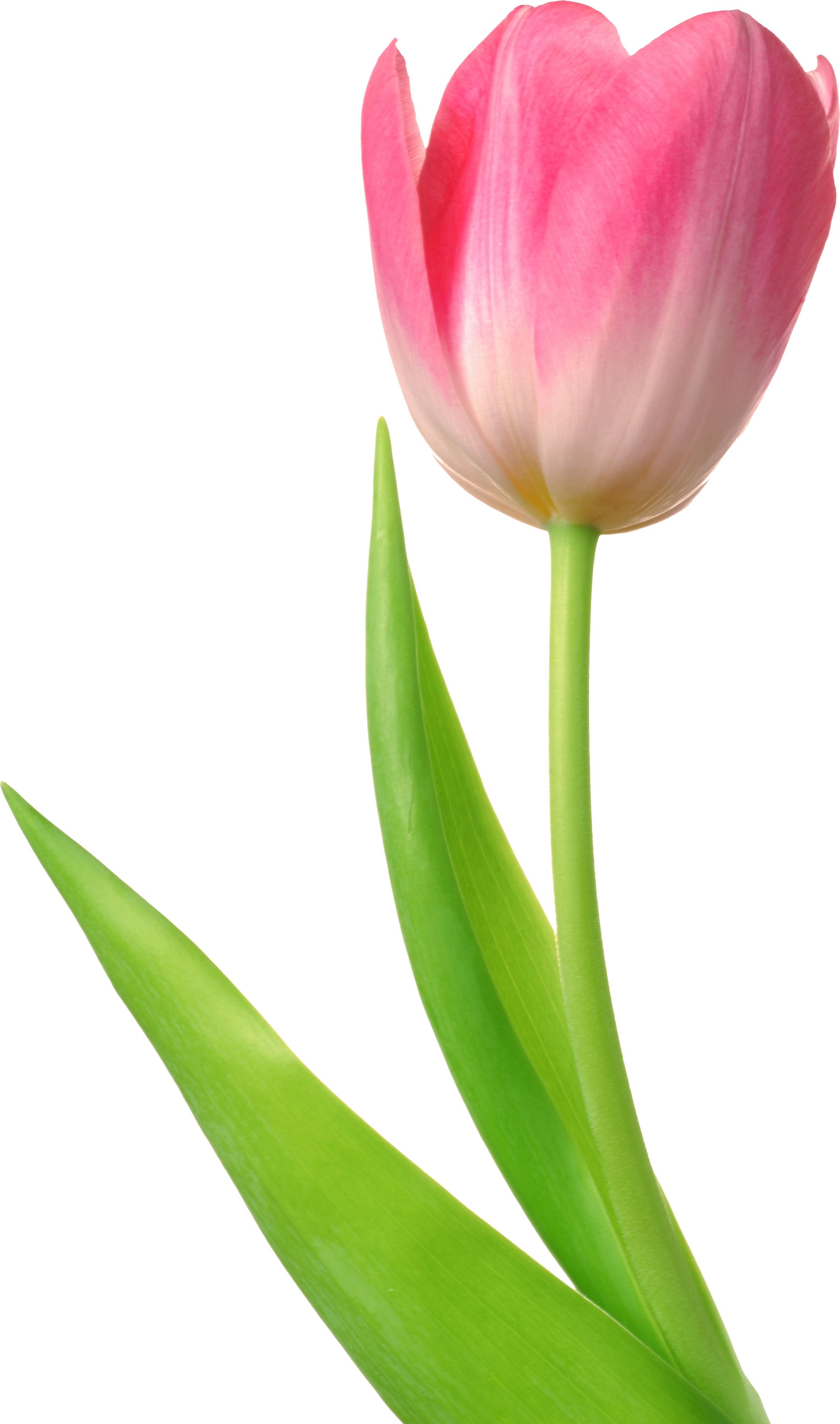 Tulip #7