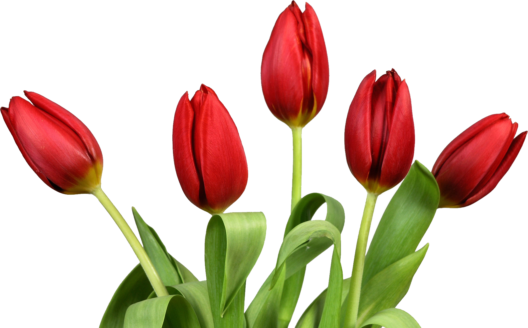 Tulip Backgrounds on Wallpapers Vista