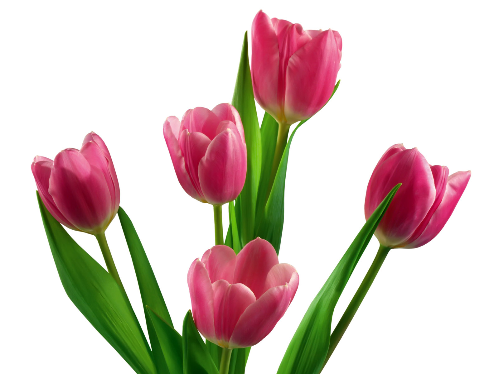 Nice wallpapers Tulip 1600x1200px
