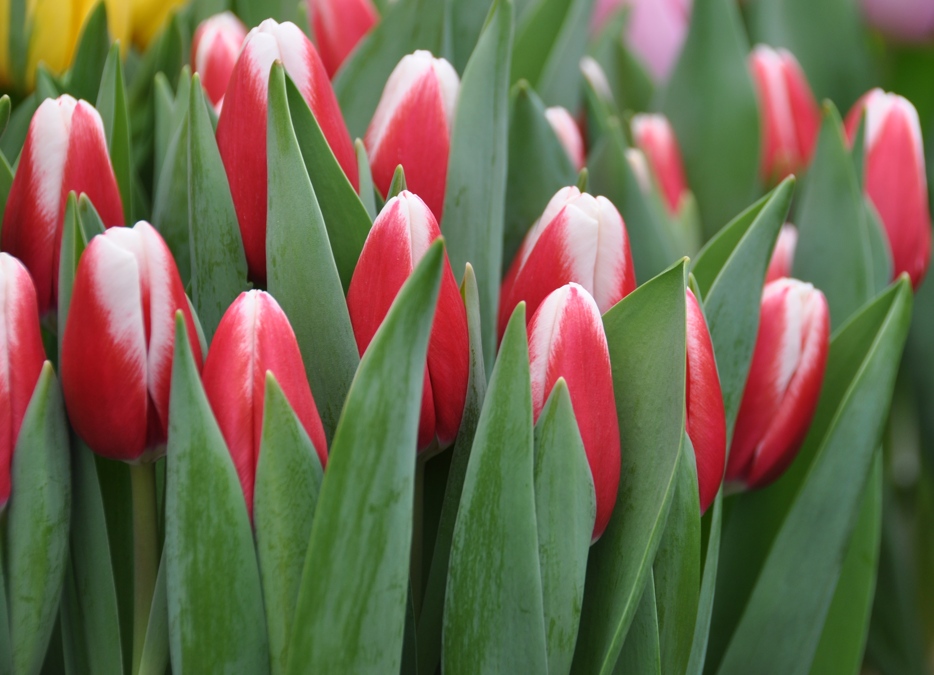 Tulip High Quality Background on Wallpapers Vista