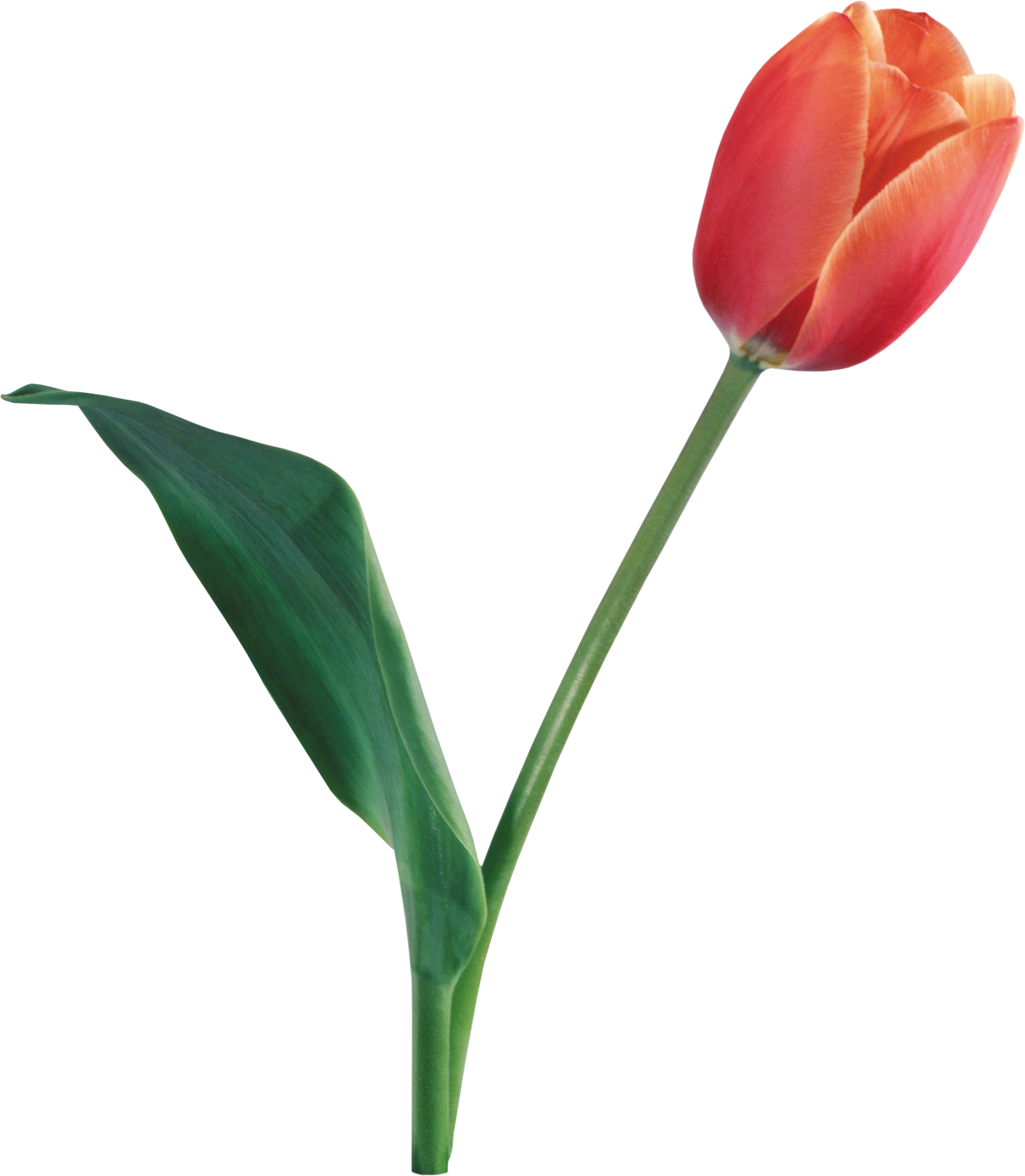 Tulip High Quality Background on Wallpapers Vista