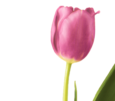 HD Quality Wallpaper | Collection: Earth, 400x350 Tulip