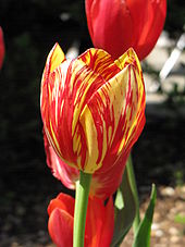 Tulip #19