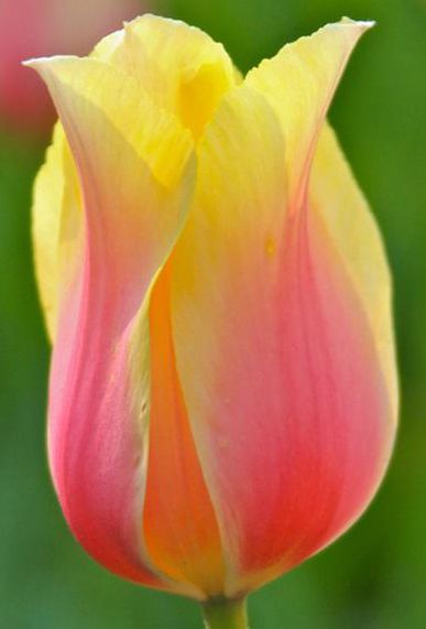 Tulip #21