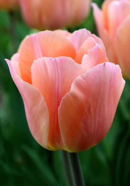 Tulip Backgrounds on Wallpapers Vista