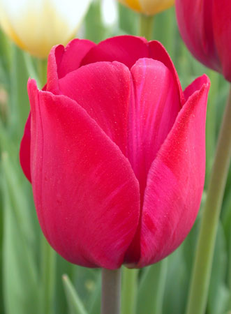 Tulip Pics, Earth Collection