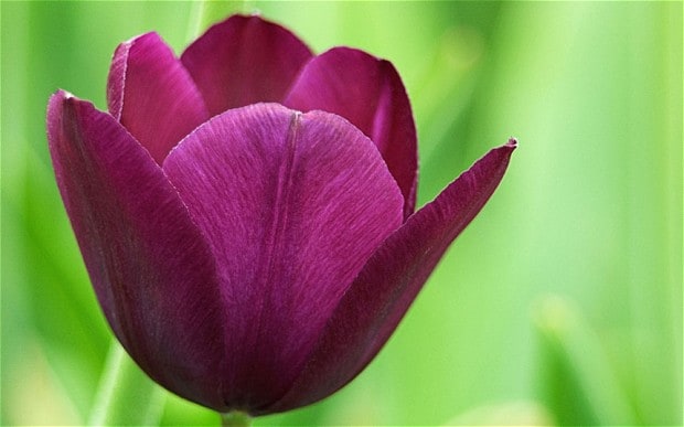 Tulip #16