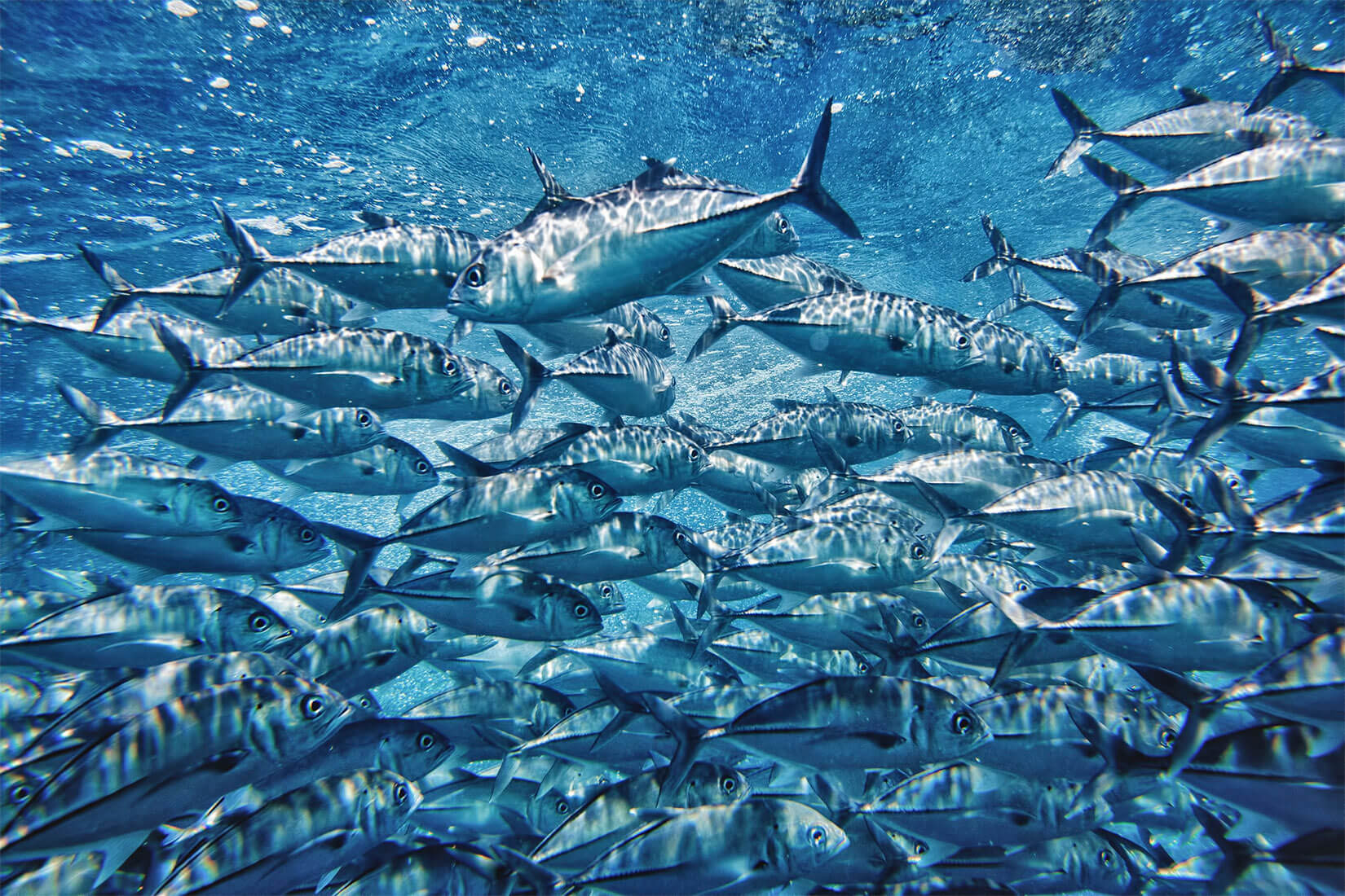 Tuna wallpapers, Animal, HQ Tuna
