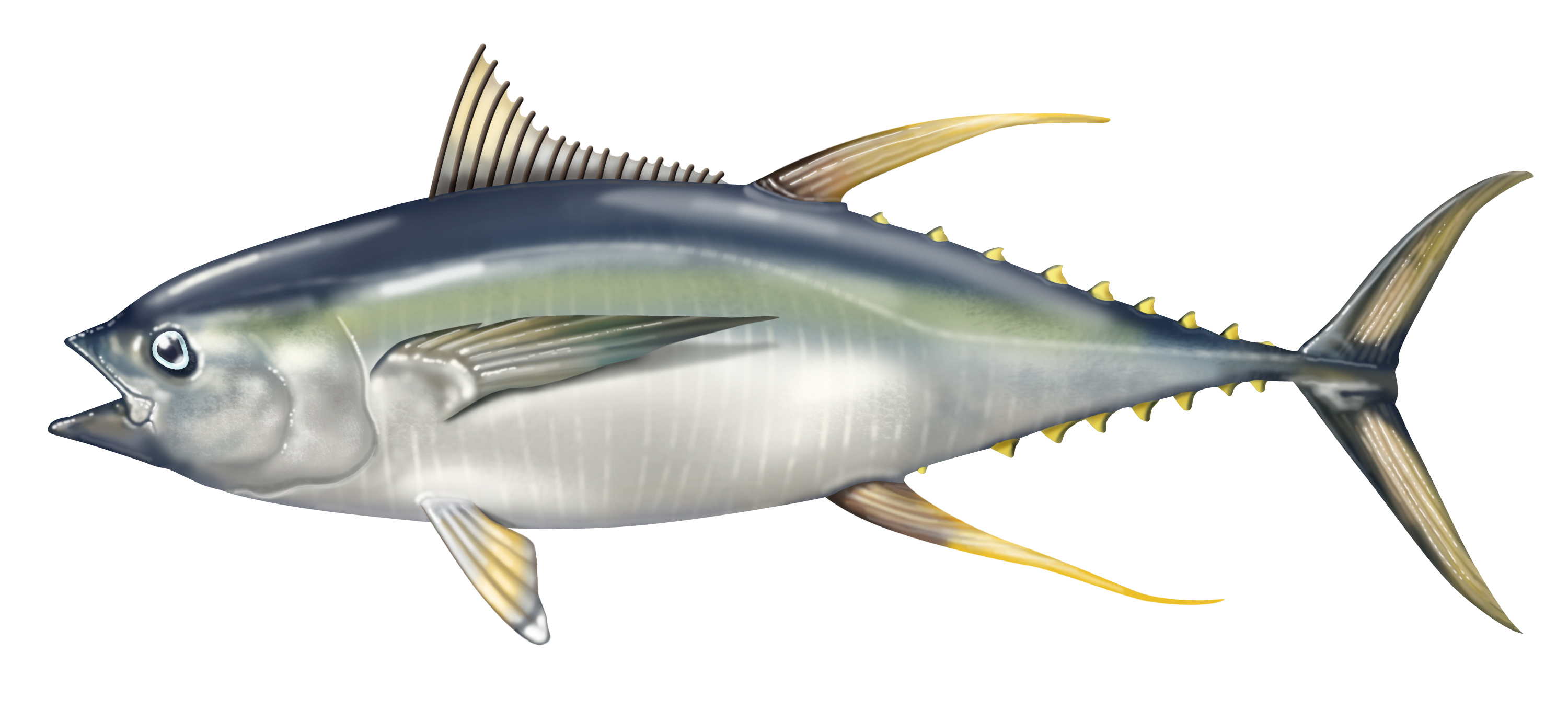 Images of Tuna | 3000x1358