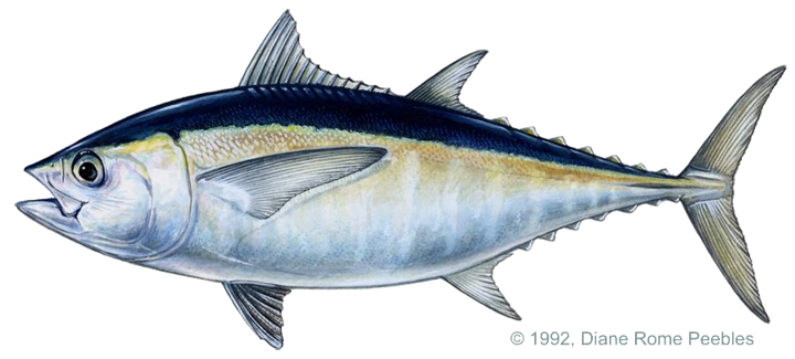 Tuna Backgrounds on Wallpapers Vista