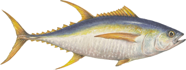 Images of Tuna | 600x227