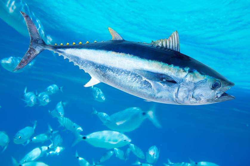 Images of Tuna | 838x559