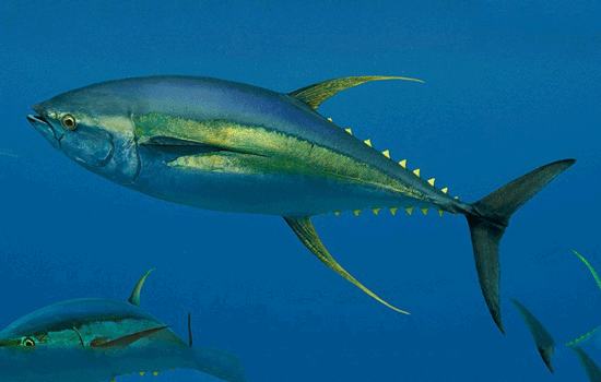 Tuna Pics, Animal Collection