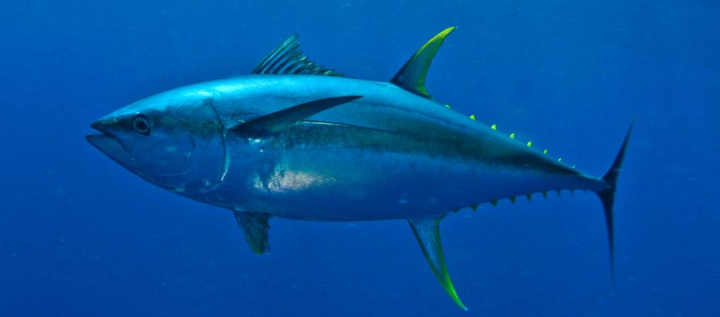 Tuna Backgrounds on Wallpapers Vista