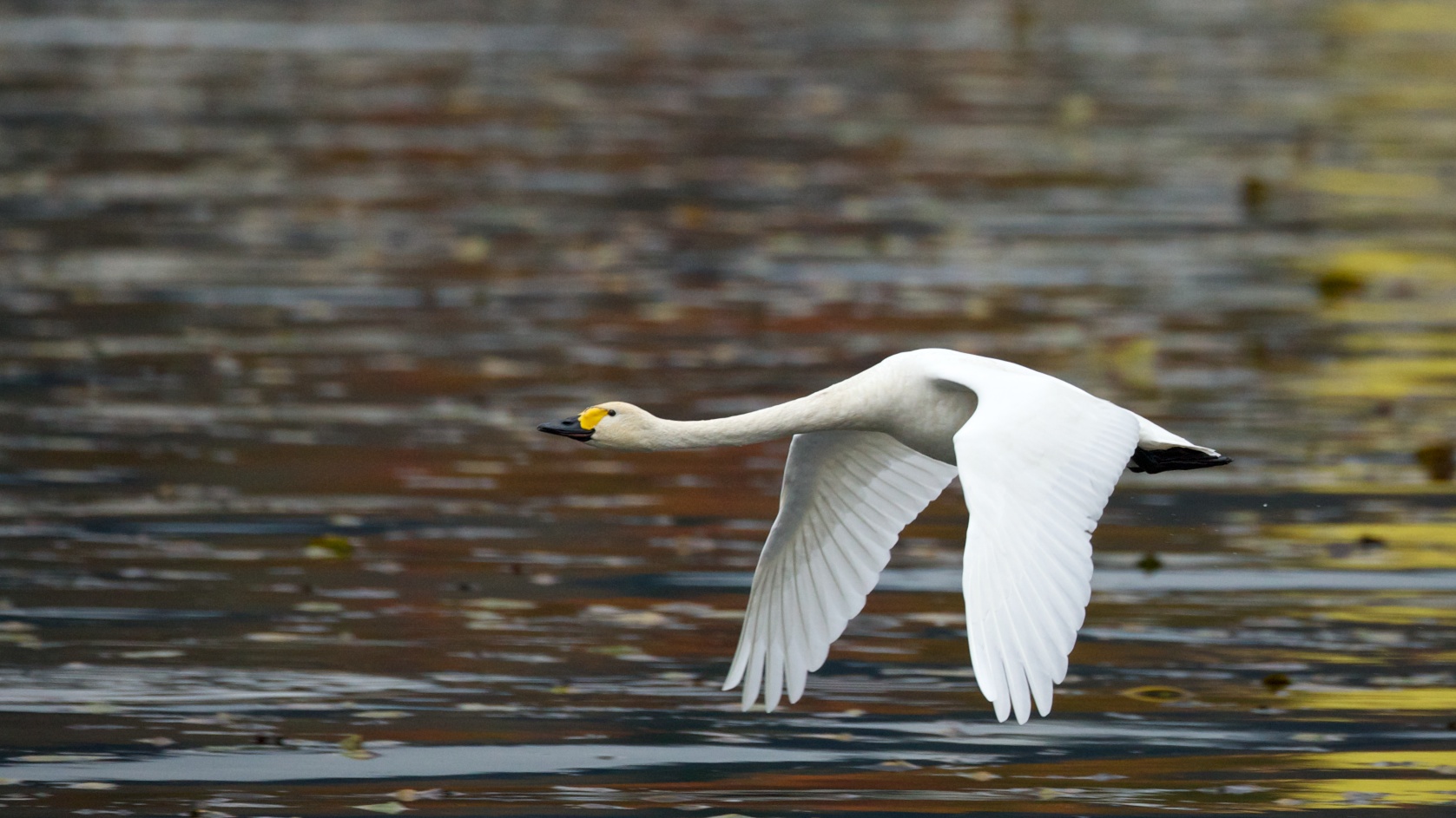 Tundra Swan Backgrounds, Compatible - PC, Mobile, Gadgets| 1677x943 px