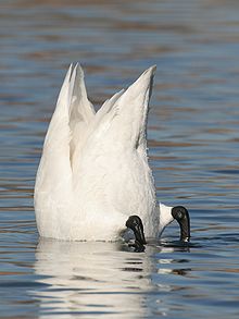 Amazing Tundra Swan Pictures & Backgrounds