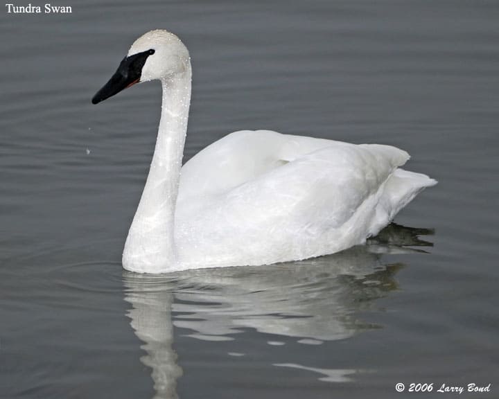 Tundra Swan High Quality Background on Wallpapers Vista