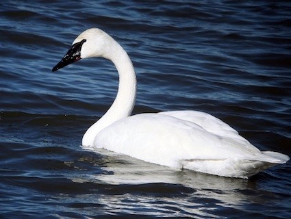 Nice Images Collection: Tundra Swan Desktop Wallpapers