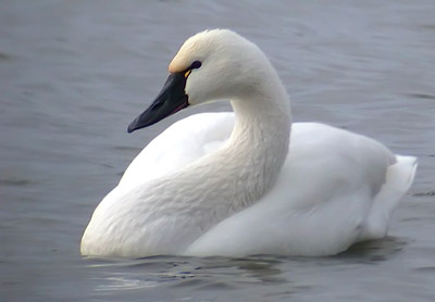 Images of Tundra Swan | 400x278