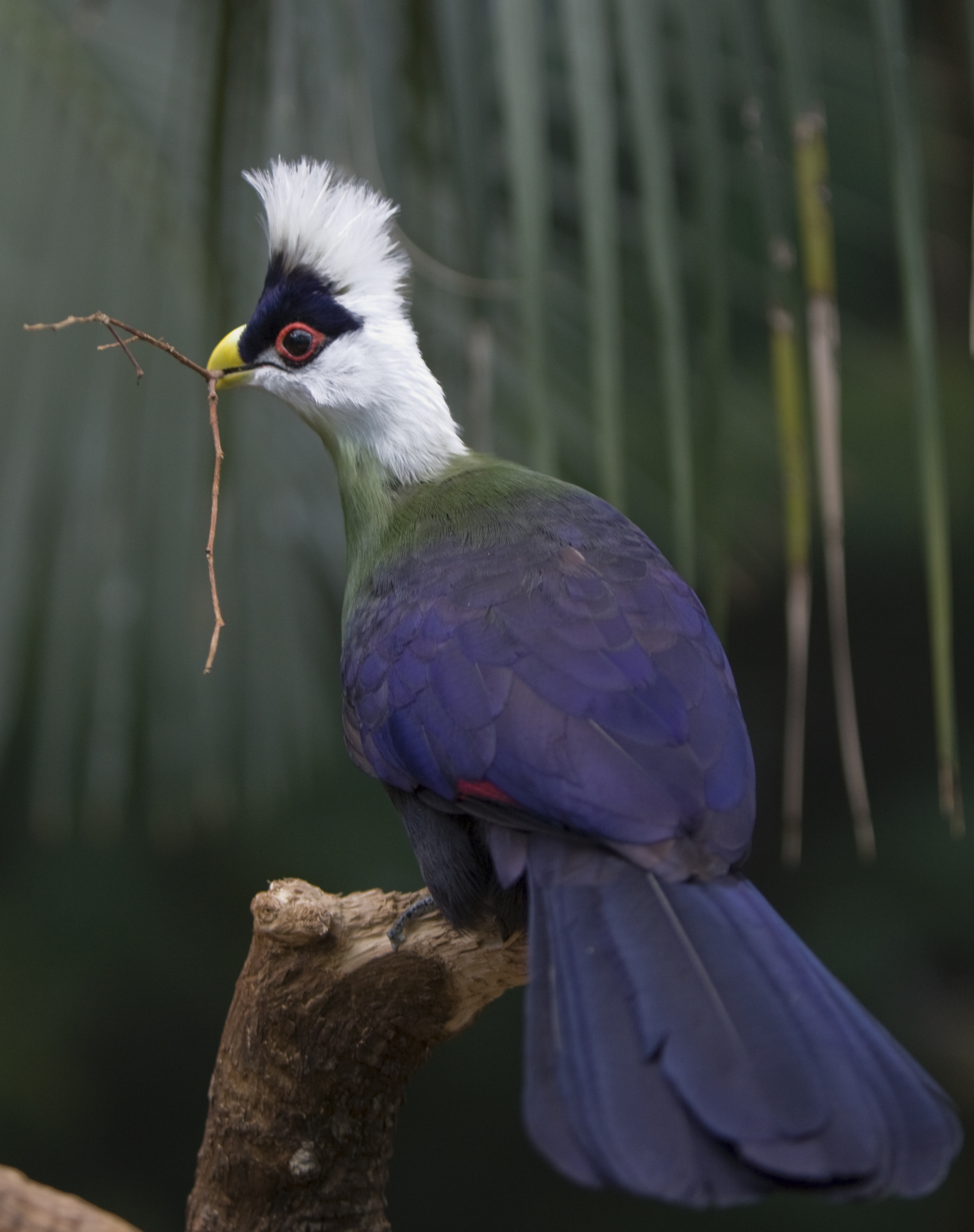 Nice Images Collection: Turaco Desktop Wallpapers