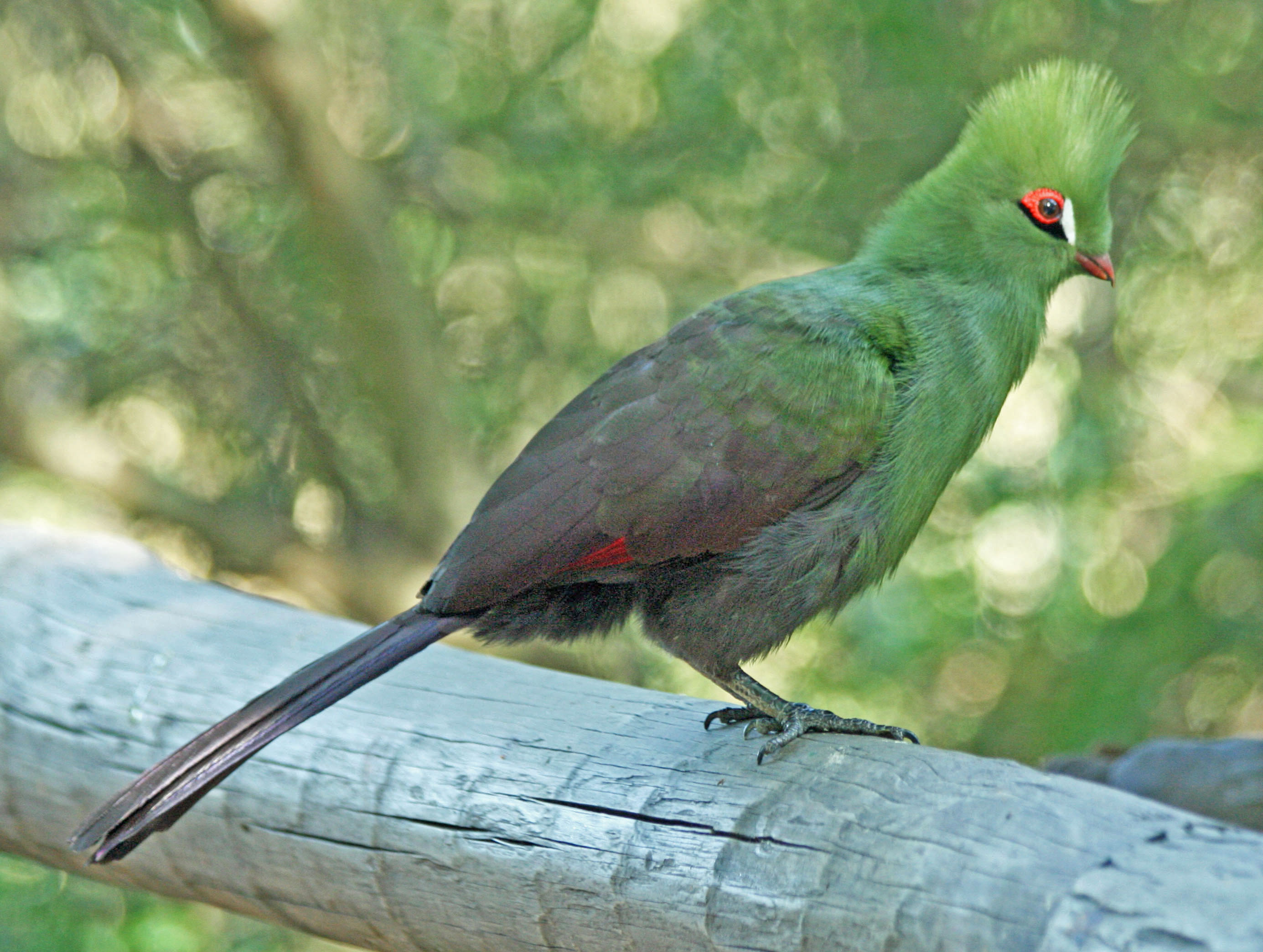 Turaco Backgrounds, Compatible - PC, Mobile, Gadgets| 2770x2088 px