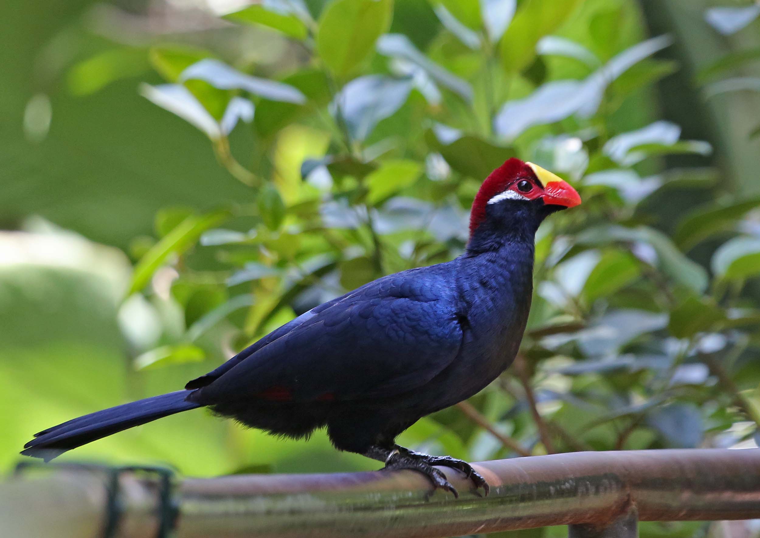 2500x1769 > Turaco Wallpapers