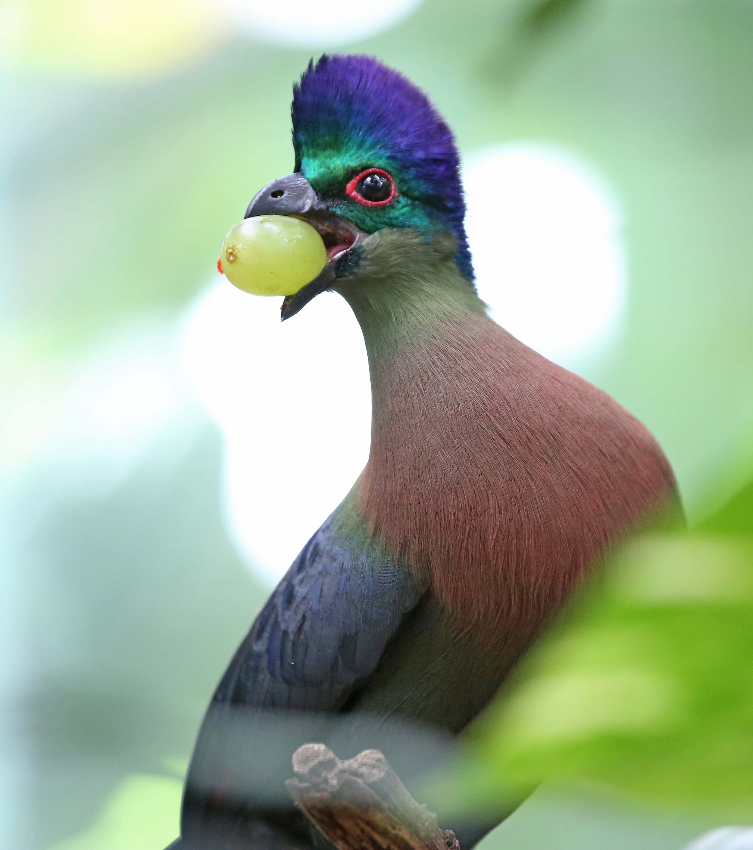 Images of Turaco | 2500x2822