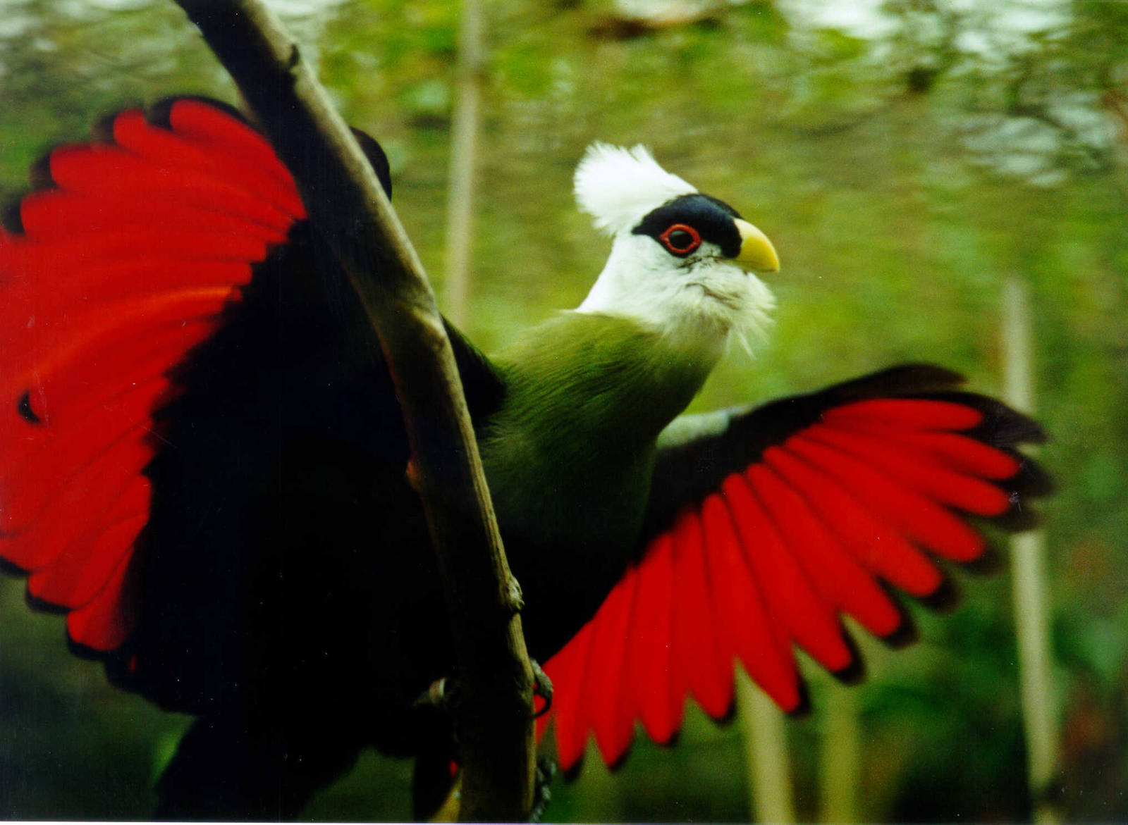 Nice Images Collection: Turaco Desktop Wallpapers