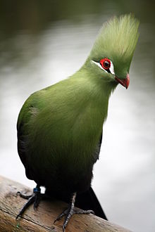HQ Turaco Wallpapers | File 11.17Kb