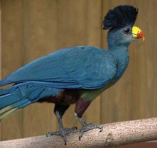 Turaco High Quality Background on Wallpapers Vista
