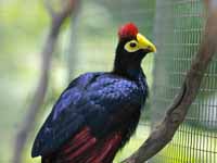 200x150 > Turaco Wallpapers