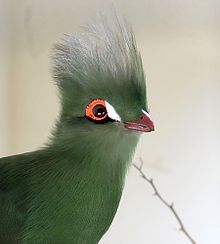 Nice wallpapers Turaco 220x244px