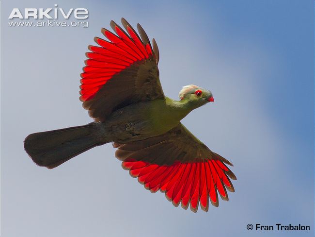 HQ Turaco Wallpapers | File 44.93Kb