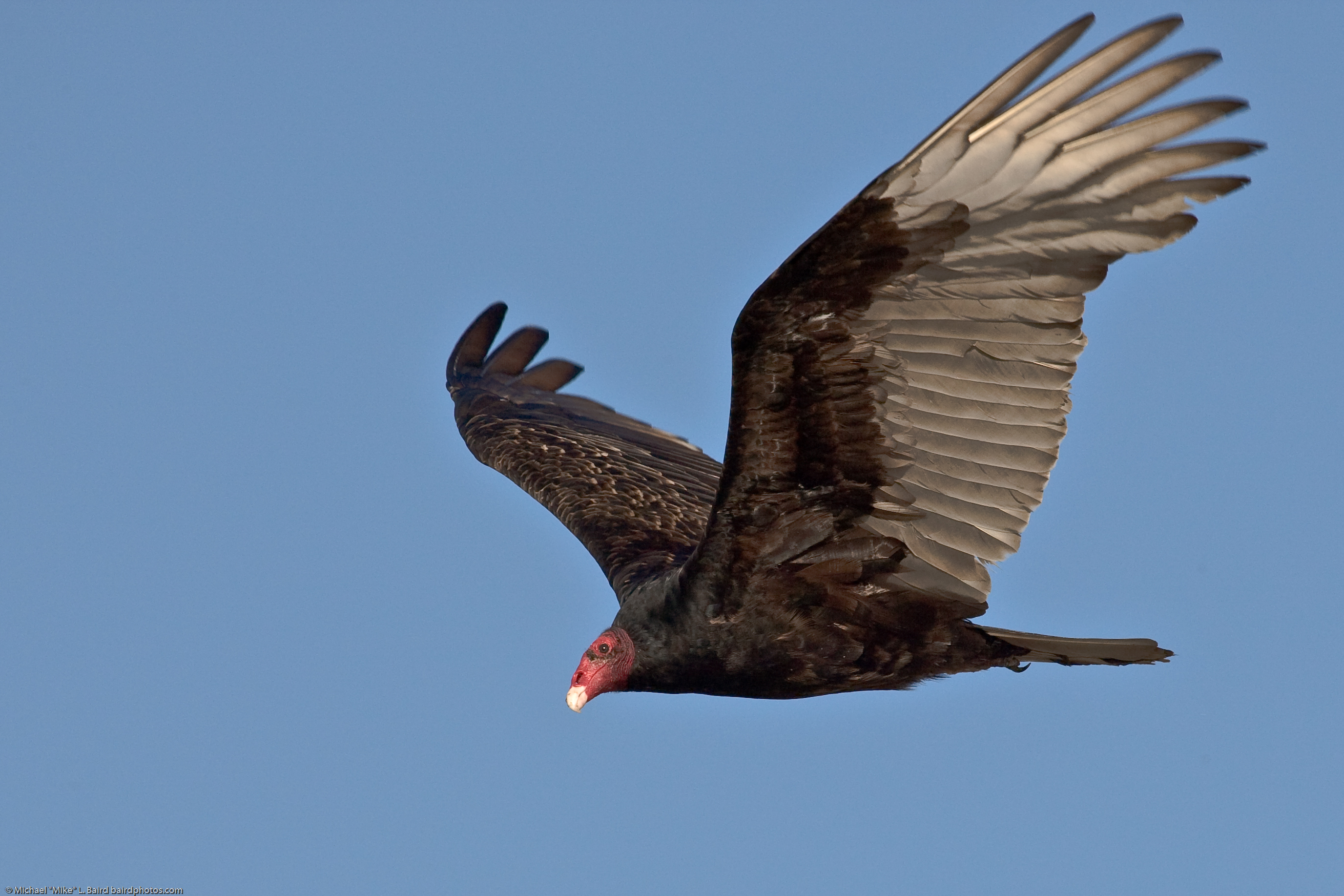 Amazing Turkey Vulture Pictures & Backgrounds