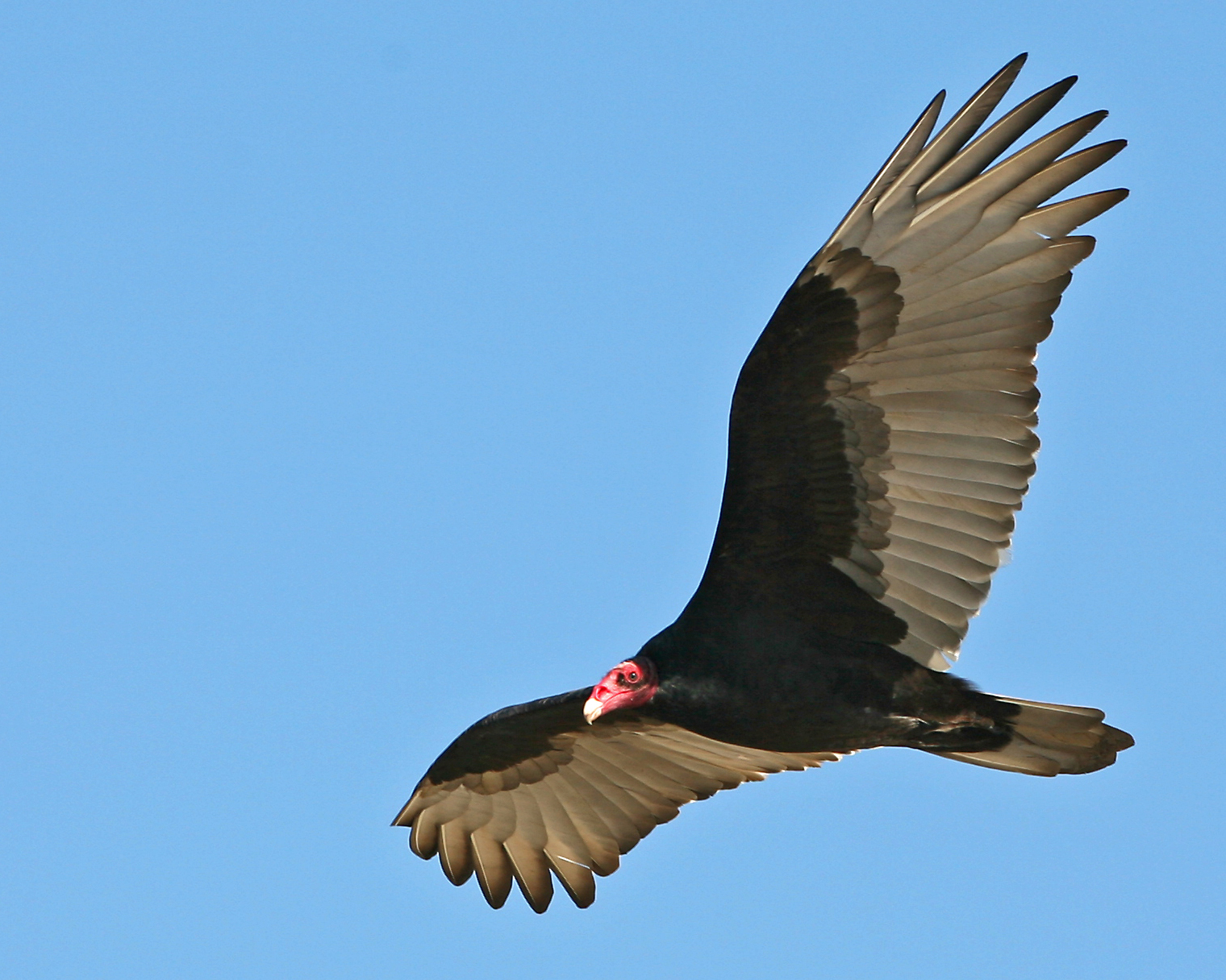 Images of Turkey Vulture | 1520x1216