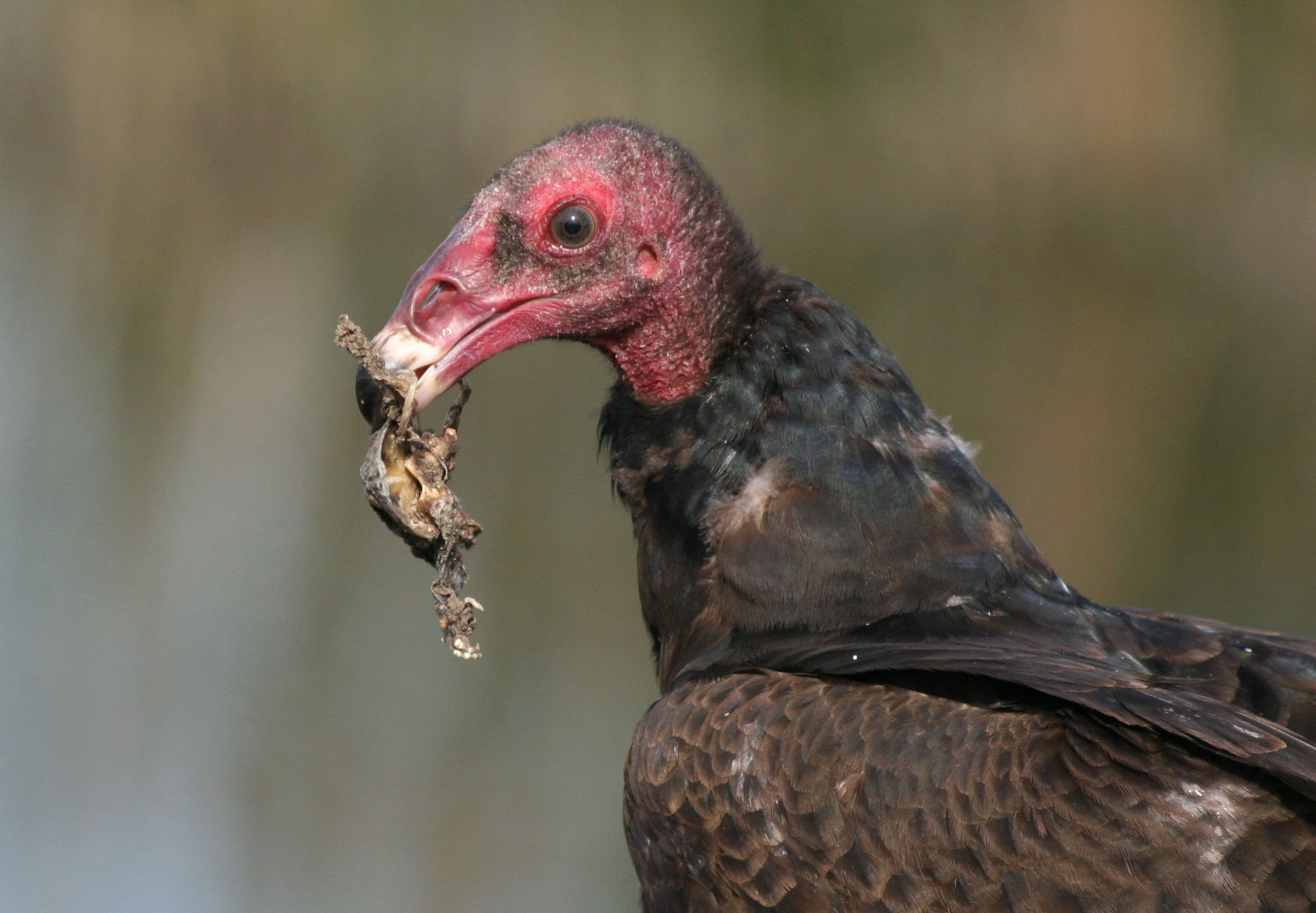 Amazing Turkey Vulture Pictures & Backgrounds