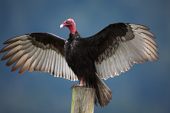 Turkey Vulture Pics, Animal Collection